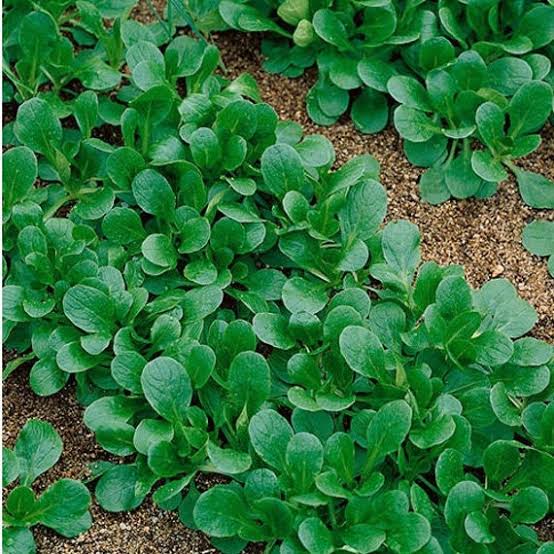 Corn Salad Greens