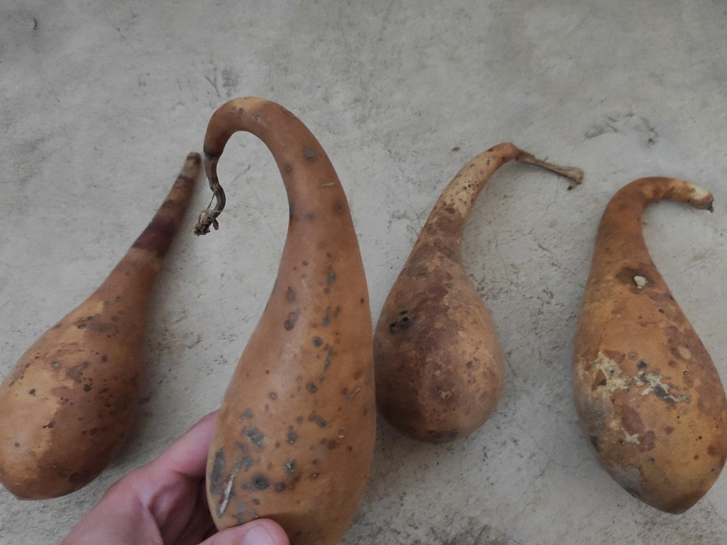Calabash gourd seeds