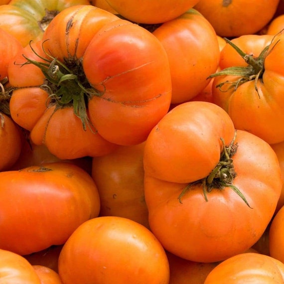 Amana orange tomato