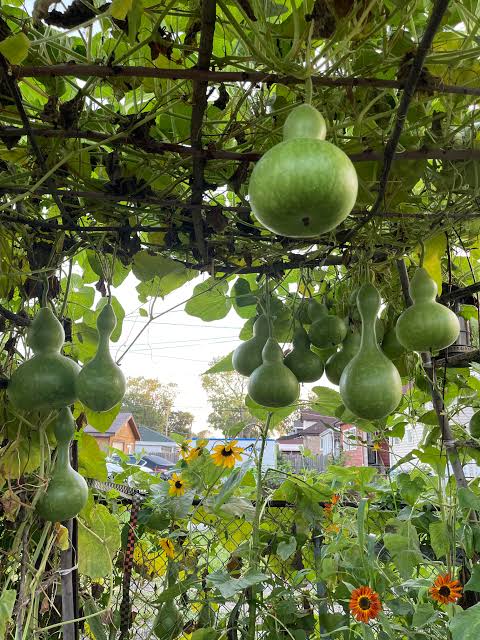 Bird house gourds