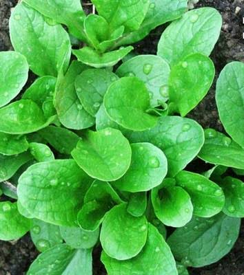 Corn Salad Greens