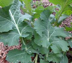 White russian kale