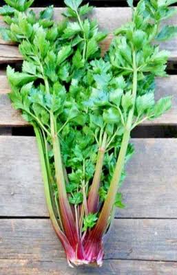 Pink plume celery