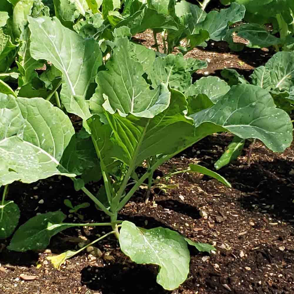 Georgia southern collard greens