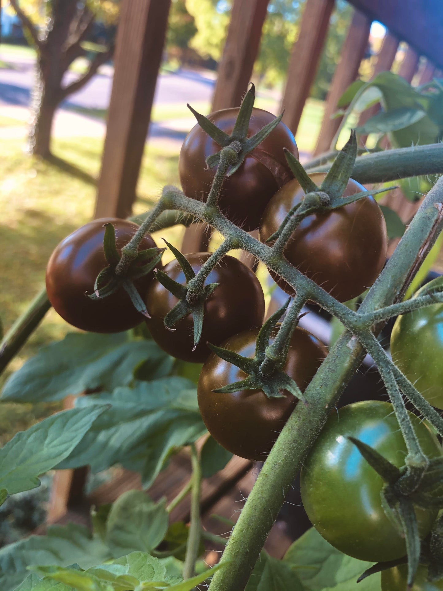 Chocolate Cherry Tomato