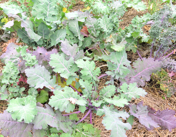 Garden blend kale