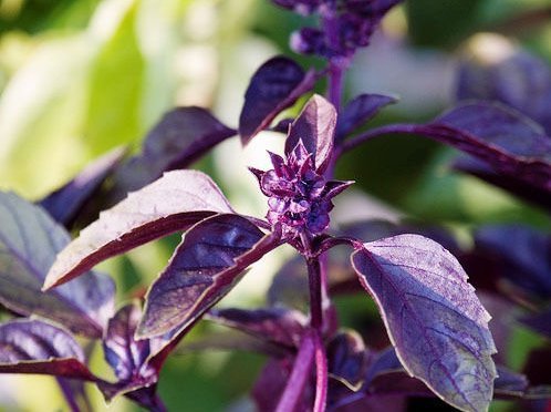 Dark Opal Purple Basil