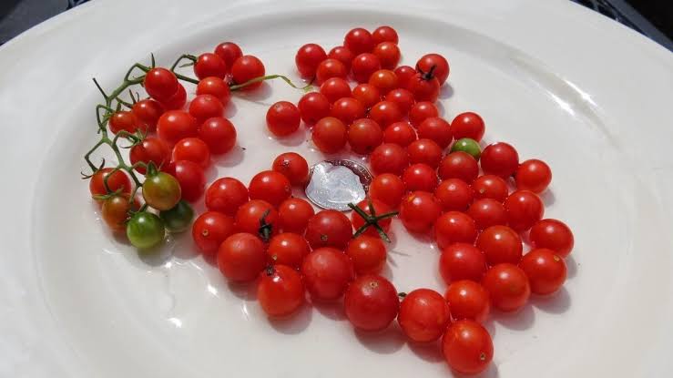 Currant sweet pea tomato