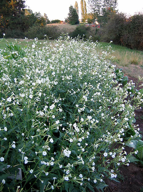 Farm.hand.seeds Nicotiana Clevelandii