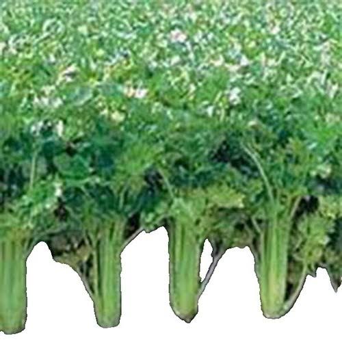 Giant golden pascal celery