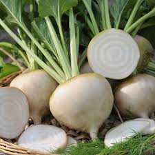 White Albino Heirloom Beets