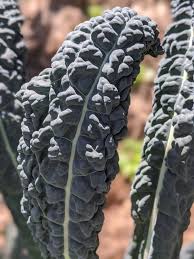 Tuscany Black Kale