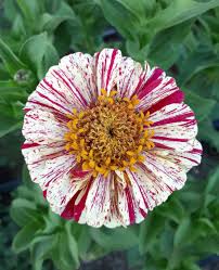 Peppermint zinnia
