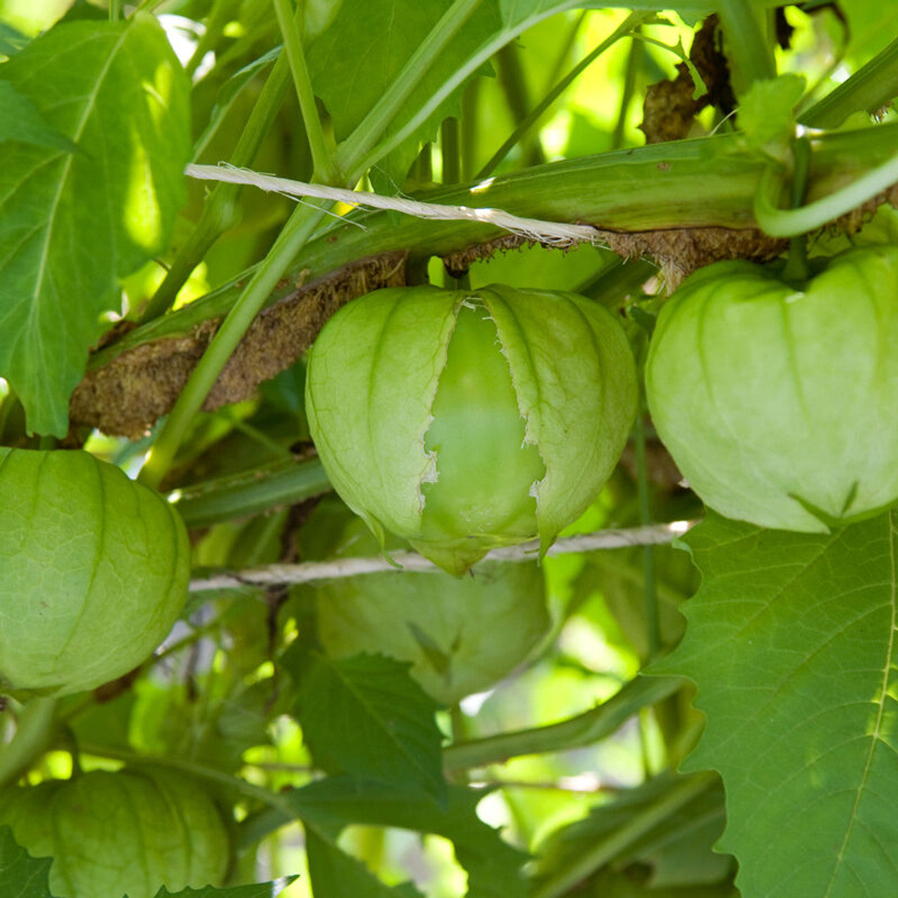Grande Rio Verde Tomatillo