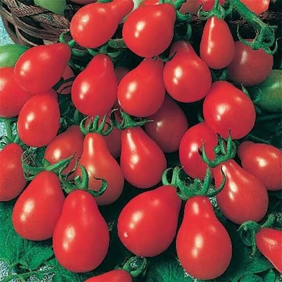 Red Pear Cluster Tomato