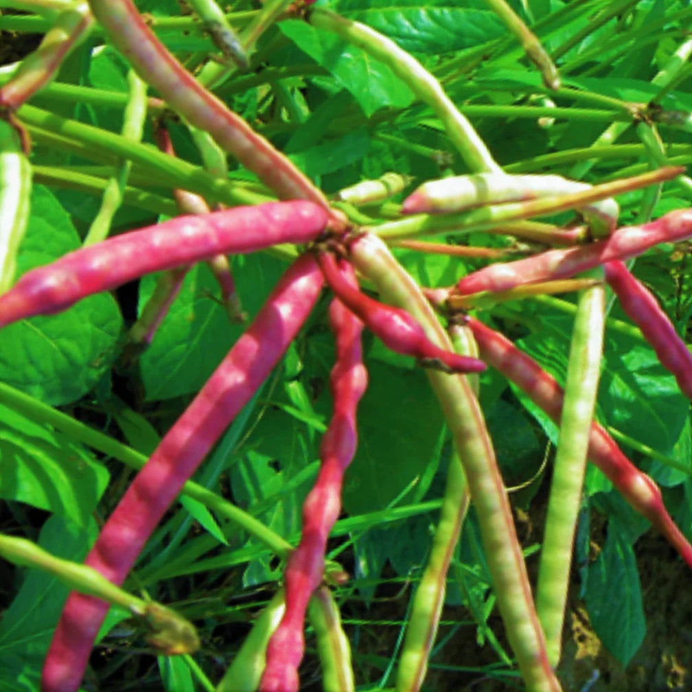 Mississippi Purple Hull Peas