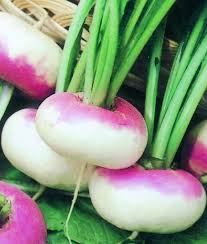 White Purple Top Turnip