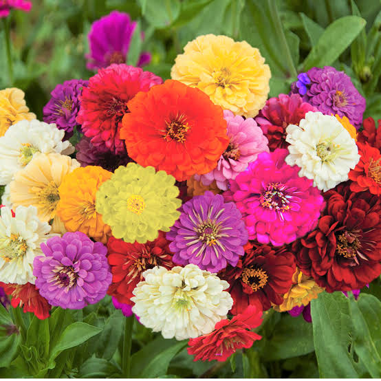 Dahlia Flowered Zinnia Mix