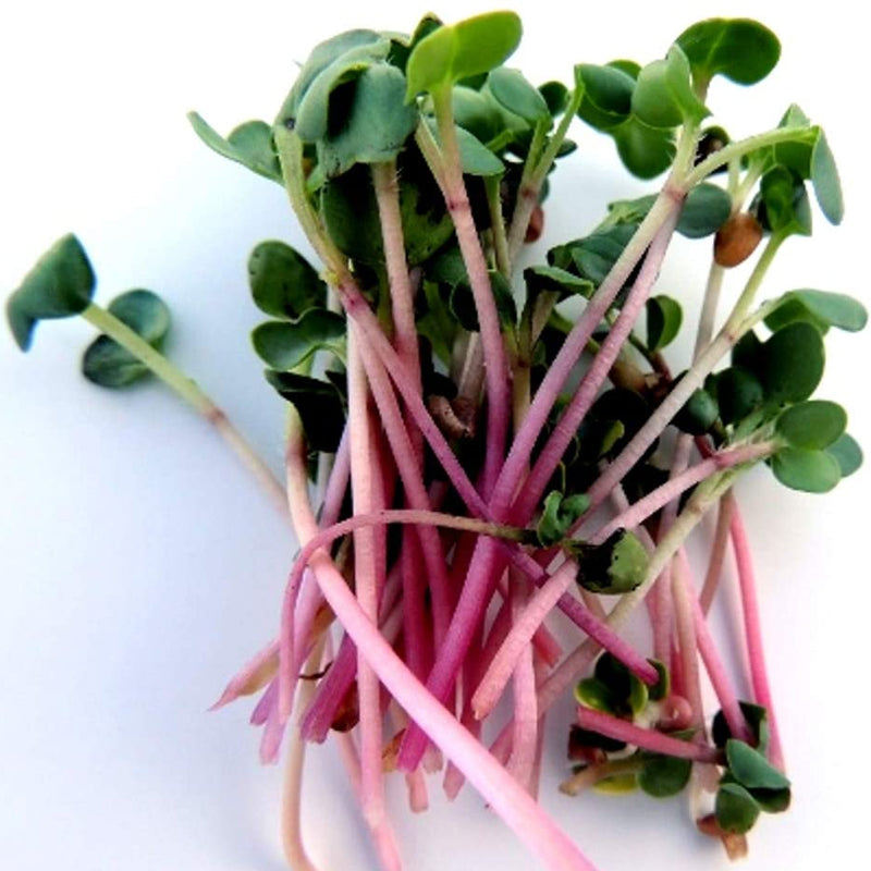 Red arrow sprouting radish seeds