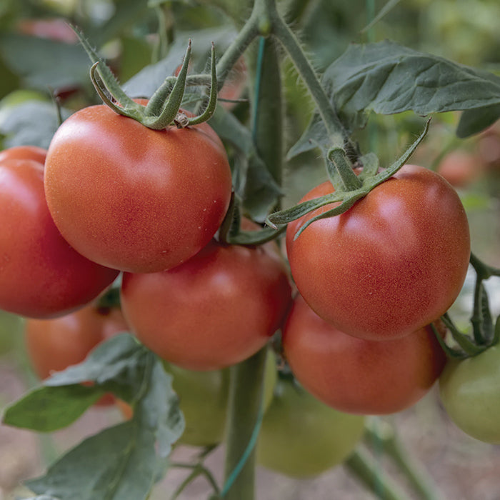 Independence Day Tomatoes