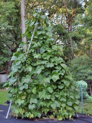 Kentucky blue pole bean