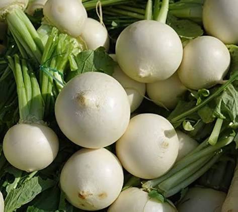 White egg heirloom turnip