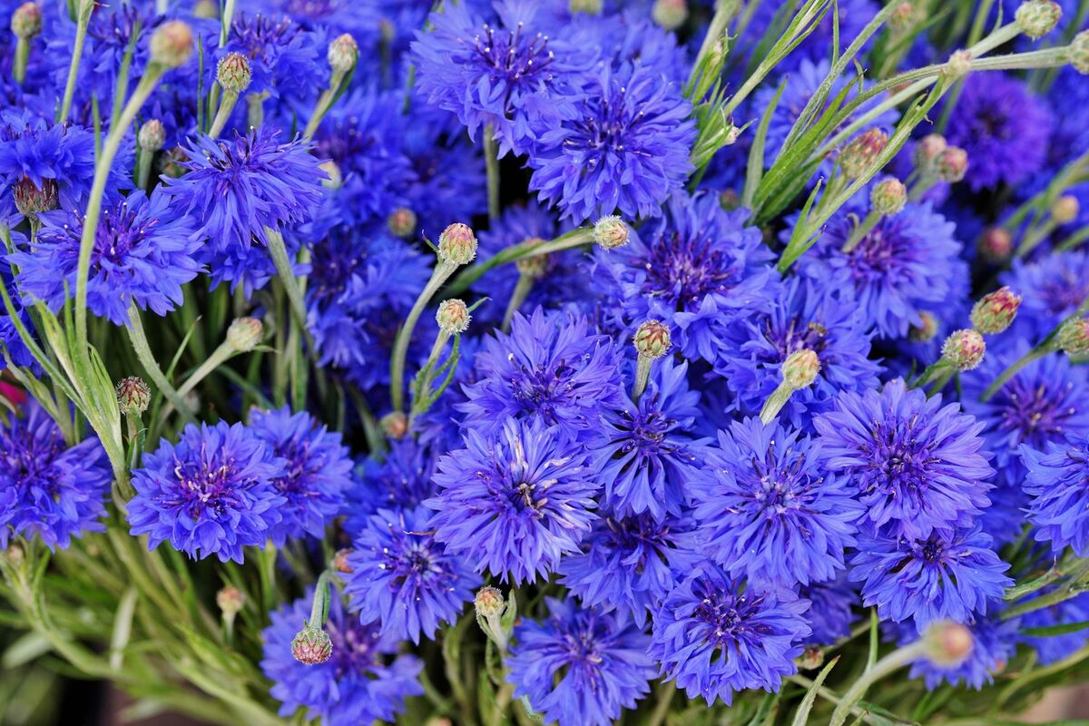 Dwarf blue bachelor buttons