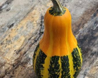 Bi color pear gourds