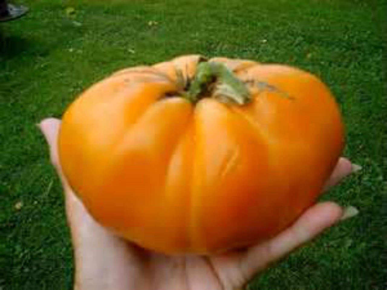 Amana orange tomato