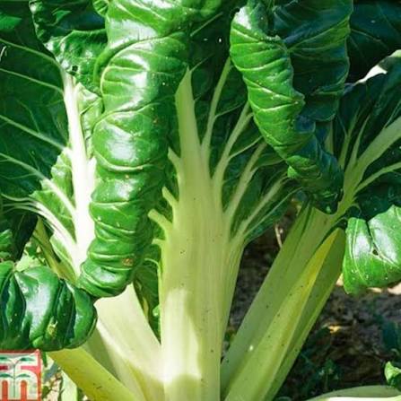 Fordhook Swiss Chard