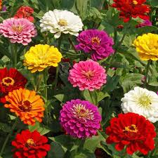 Ca zinnia mix