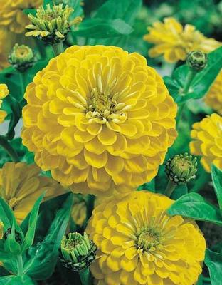 Canary yellow zinnia