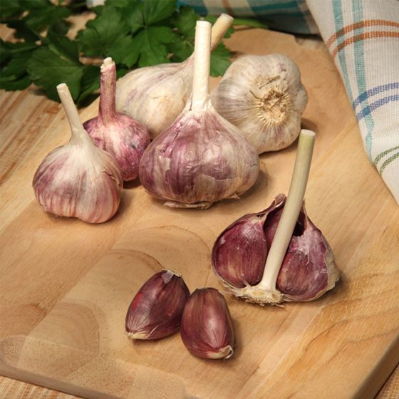 German red garlic