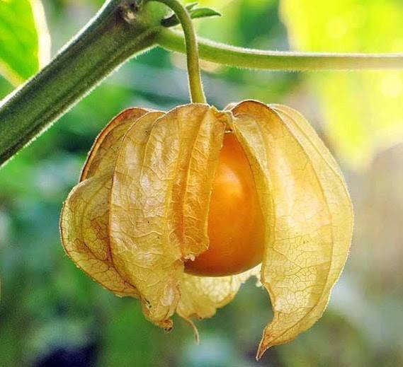 Pineapple Tomatillo