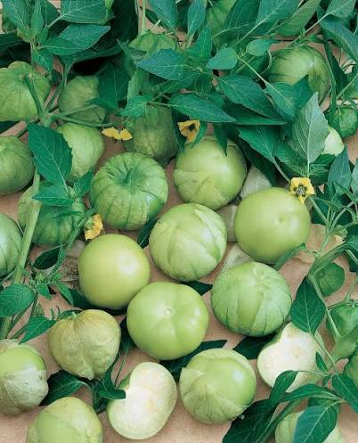 Grande Rio Verde Tomatillo