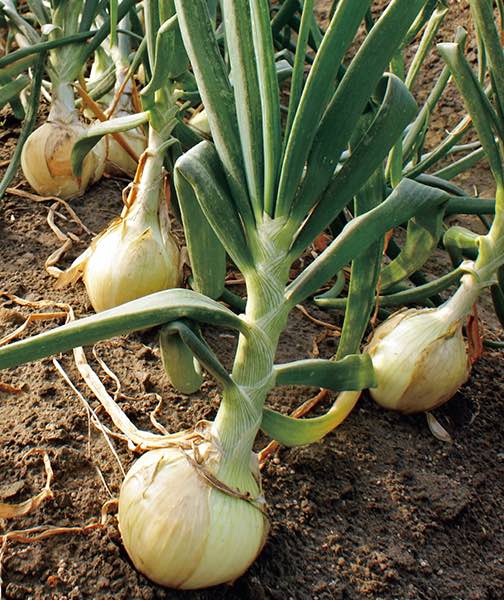 Walla walla sweet onion plants long day