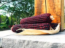 Jimmy Red Corn
