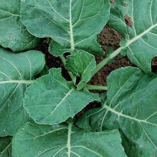 Collard Greens VATES