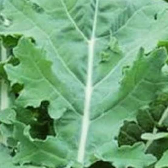 White russian kale