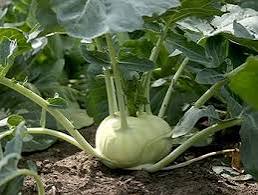 Kossak giant kohlrabi