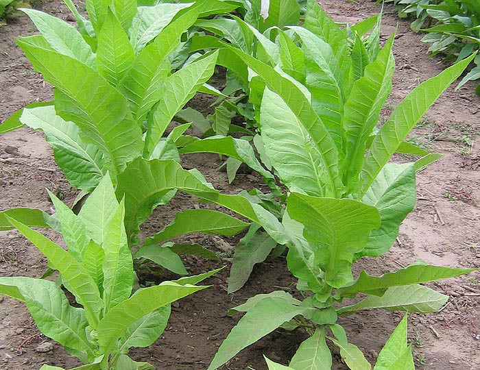 Farm Hand Seeds Bonanza Tobacco
