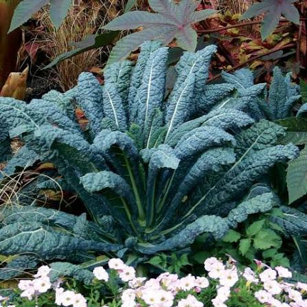 Lacinato Dino Kale