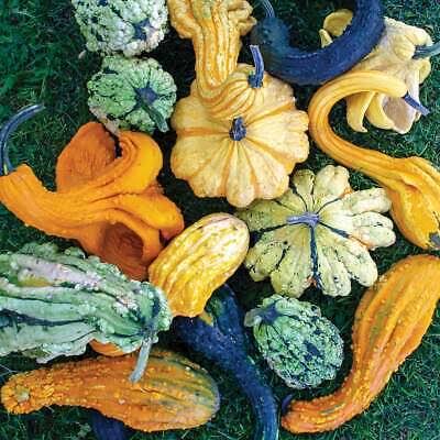 Large gourd mix