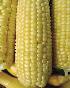 Farm.hand.seeds Iochief sweet corn