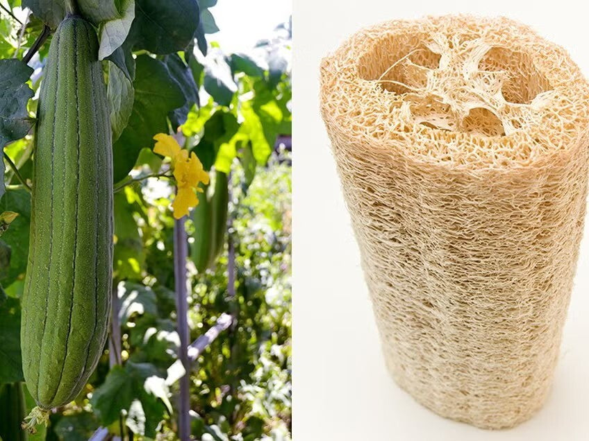 Luffa Gourd Sponge Plant