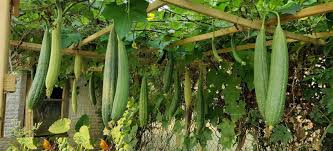 Luffa Gourd Sponge Plant