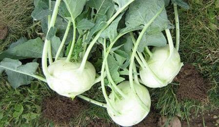 Early White Vienna Kohlrabi