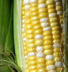Luscious bicolor super sweet corn
