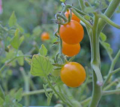 Gold rush current tomato