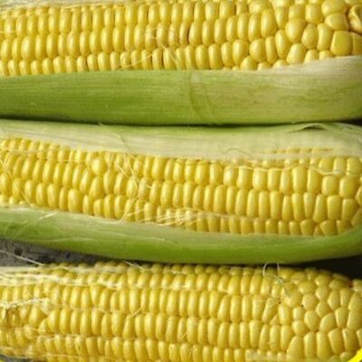 Honey select sweet corn f1